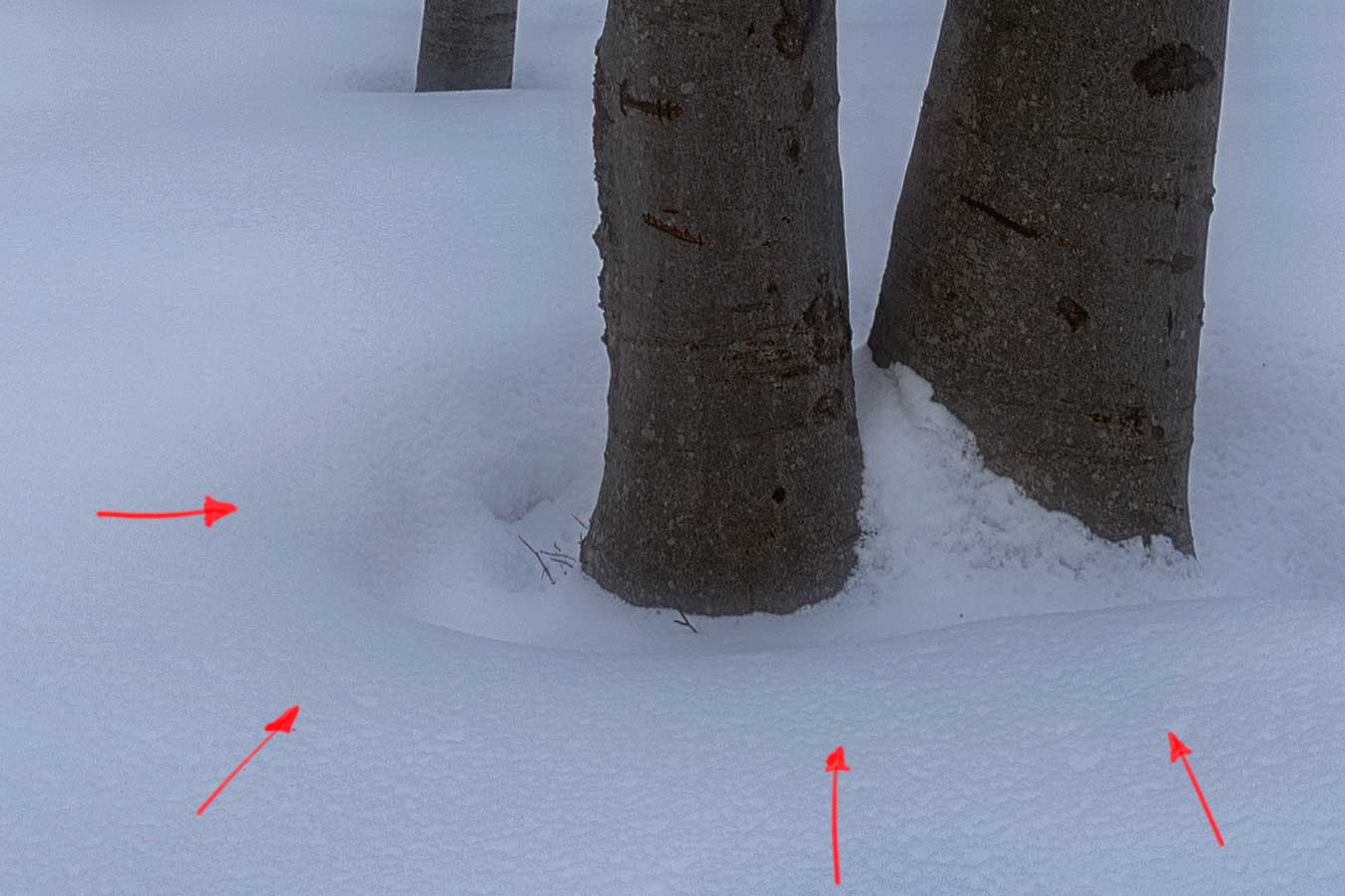 faggi-difetto-cromatico-neve